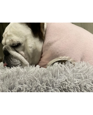 Pigiama Rosa in Flanella per Bulldog Inglese e Francese | BulloPhilosophy