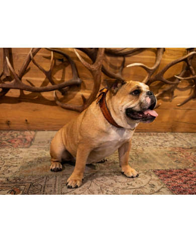 collare “TRENTO”, vero cuoio concia vegetale per cani bulldog inglese