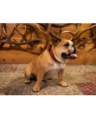 collare “TRENTO”, vero cuoio concia vegetale per cani bulldog inglese