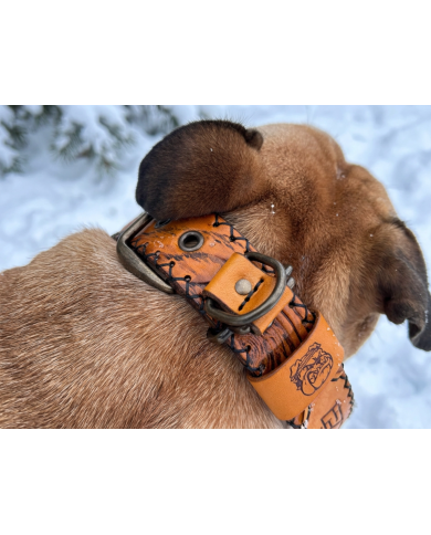 collare “TRENTO”, vero cuoio concia vegetale per cani bulldog inglese